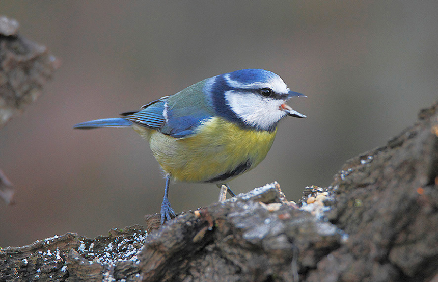 ''Un Autunno per l'ambiente'' chiude con il birdwatching invernale ad Arnovecchio
